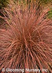 Carex tenuiculmus 'Cappuccino'
